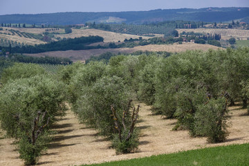 Landscape in Tuscany, Italy