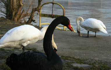 schwarzer Schwan