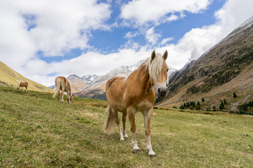 Naklejka na ściany i meble Alpine horse on Tirol Mountains. Brown gee on mountain background, natural environment. Animal on Austria Alps, Vent, Europe.