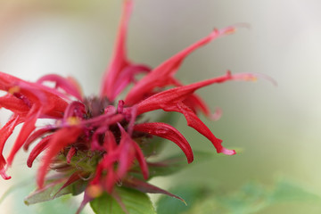 Bergamot plant, Monarda didyma