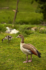 Oca egiziana in zoo