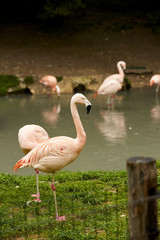 Fenicottero rosa in zoo