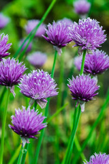 Bow of chives.