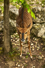Nyala in zoo