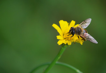 Fliege sitzt auf Blume