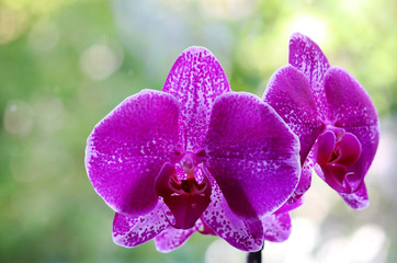 Orchideen mit Hintergrund Bokeh