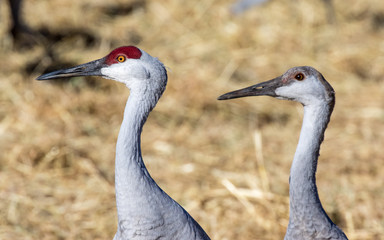 Sandhill crane adult and juvenile in alfalfa hay field at Rio Grande Nature Center, Albuquerque, New Mexico