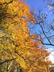 autumn leaves and branches