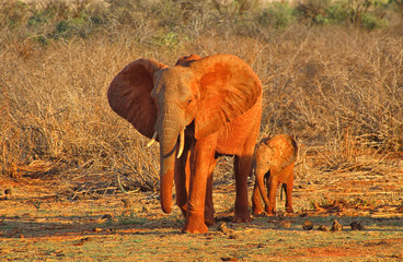 Fototapeta na wymiar Elefantenmutter mit Kind
