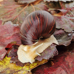 Giant african Achatina snail on grape leaves.