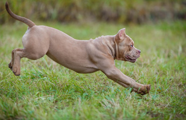 The dog for a walk in nature
