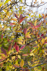 fall
