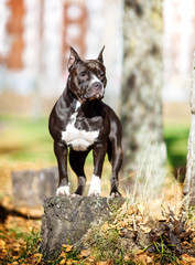 The dog for a walk in nature