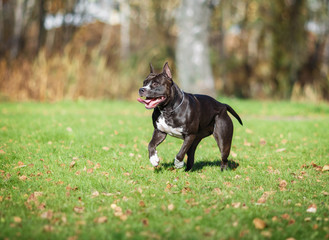 The dog for a walk in nature