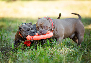 Two American bully playing on the lawn