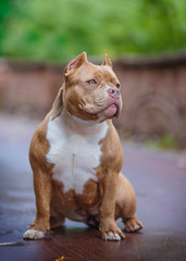 Portrait of an American bully a walk in the Park