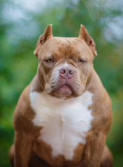 Portrait of an American bully a walk in the Park