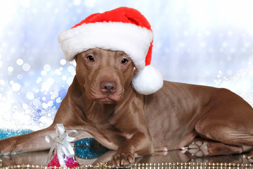 Portrait of a dog in a Santa Claus hat