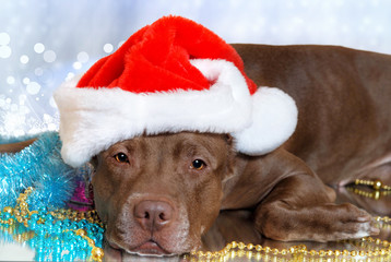 Portrait of a dog in a Santa Claus hat