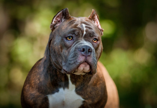Portrait of an American bull in a green forest