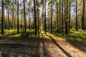 empty gravel road in the countryside in summer