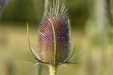 Wild teasel, Dipsacus fullonum