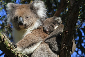 Koala on tree with little Baby