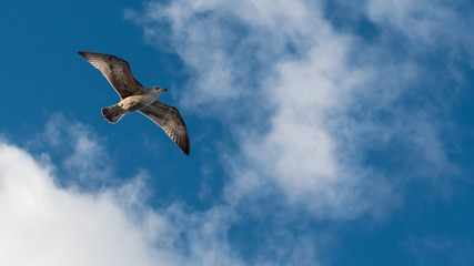 Goeland juvenile