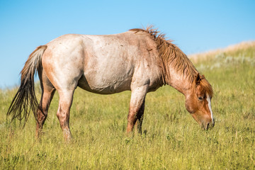 one wild horse grazing on the green grass on a bright day