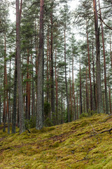 pine tree forest with moss covered ground in late autumn