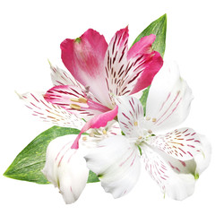 Fototapeta na wymiar Pink and white alstroemeria isolated on white background 