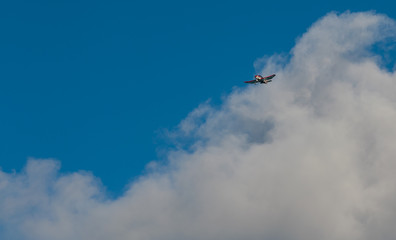 Avion