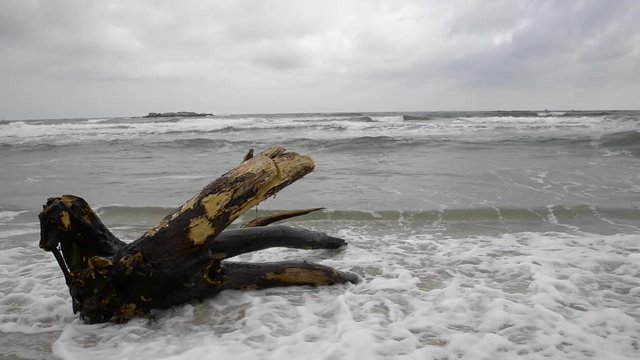 in cloudy and stormy weather waves crashing on a tree stump on the shore