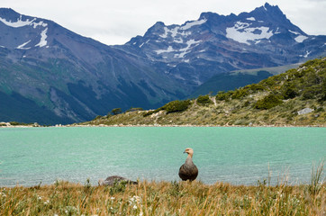 Bird at Laguna Esmeralda in Tierra del Fuego near Ushuaia, Patagonia, Argentina