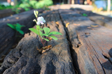 Flower and leaf on the outdoors hardwood.