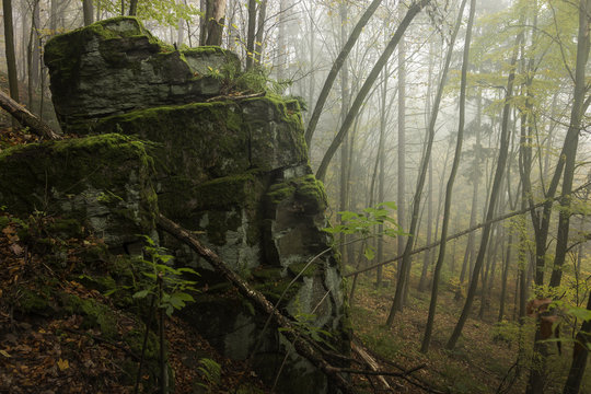 Fototapeta Slovakia Fall Forest Scene with Moss Rocks and Foliage