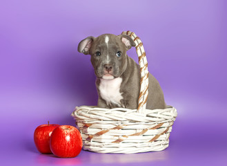 Portrait of a small puppy Staffordshire Terrier