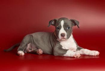 Portrait of a small puppy Staffordshire Terrier