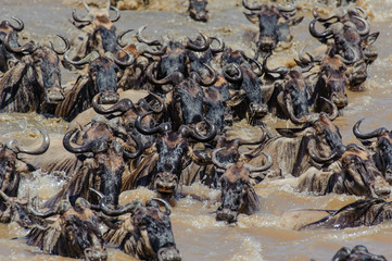 Wildebeest migration crossing the mara river