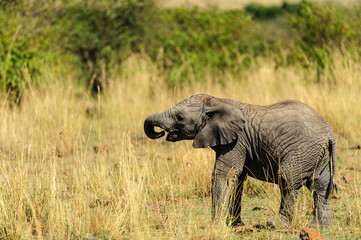 Baby elephant in grass
