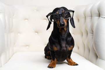 funny dog dachshund breed, black and tan, with black glasses in his eyes sits full-length in a white armchair and looks at the camera