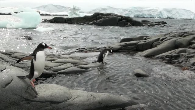 Penguins on snowy rocky coast in ocean of Antarctica. Glacier on background of snow mountains. Cold polar north. Unique nature of ice desert and iceberg. Wilderness area.