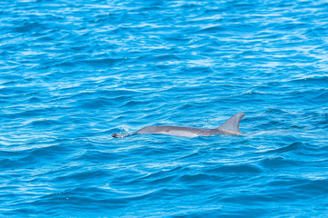 Spinner dolphin swimming in Pacific ocean, turquoise sea 

