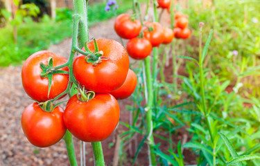 Ripe organic tomatoes in garden ready to harvest, Fresh tomatoes