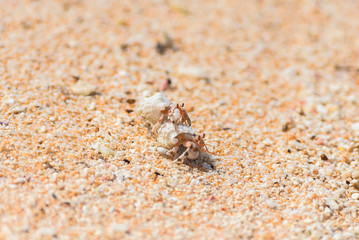 Two hermit crab fighting on the sand on an atoll, French Polynesia 

