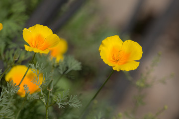 summer yellow flowers