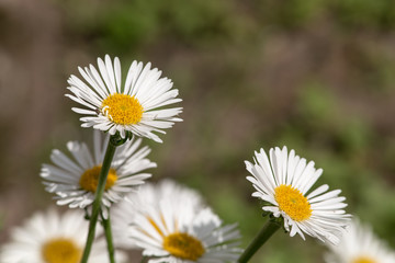 Obraz premium white flowers in the foreground