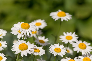 Fototapeta premium daisies in the foreground