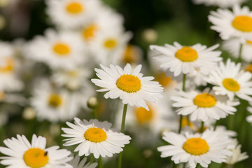 white summer daisies
