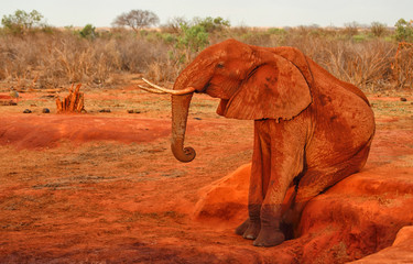 Fototapeta na wymiar sitzender Elefant